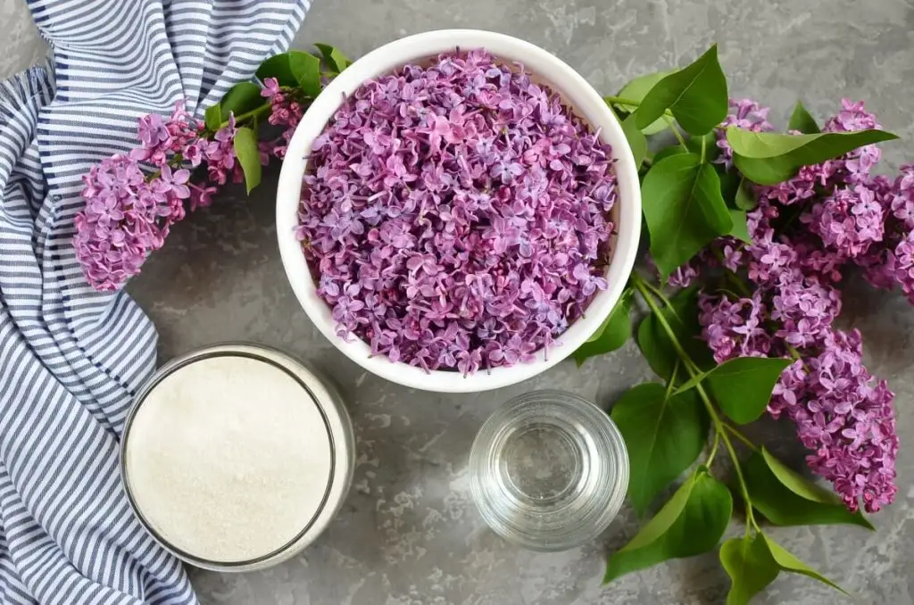 Ingredients for Lilac Syrup