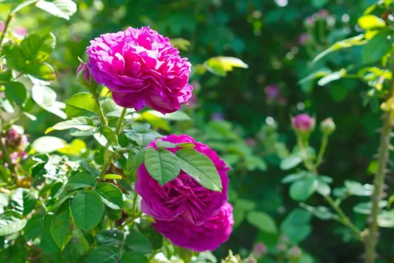 Homemade Rose Petal Jam recipe - step 1